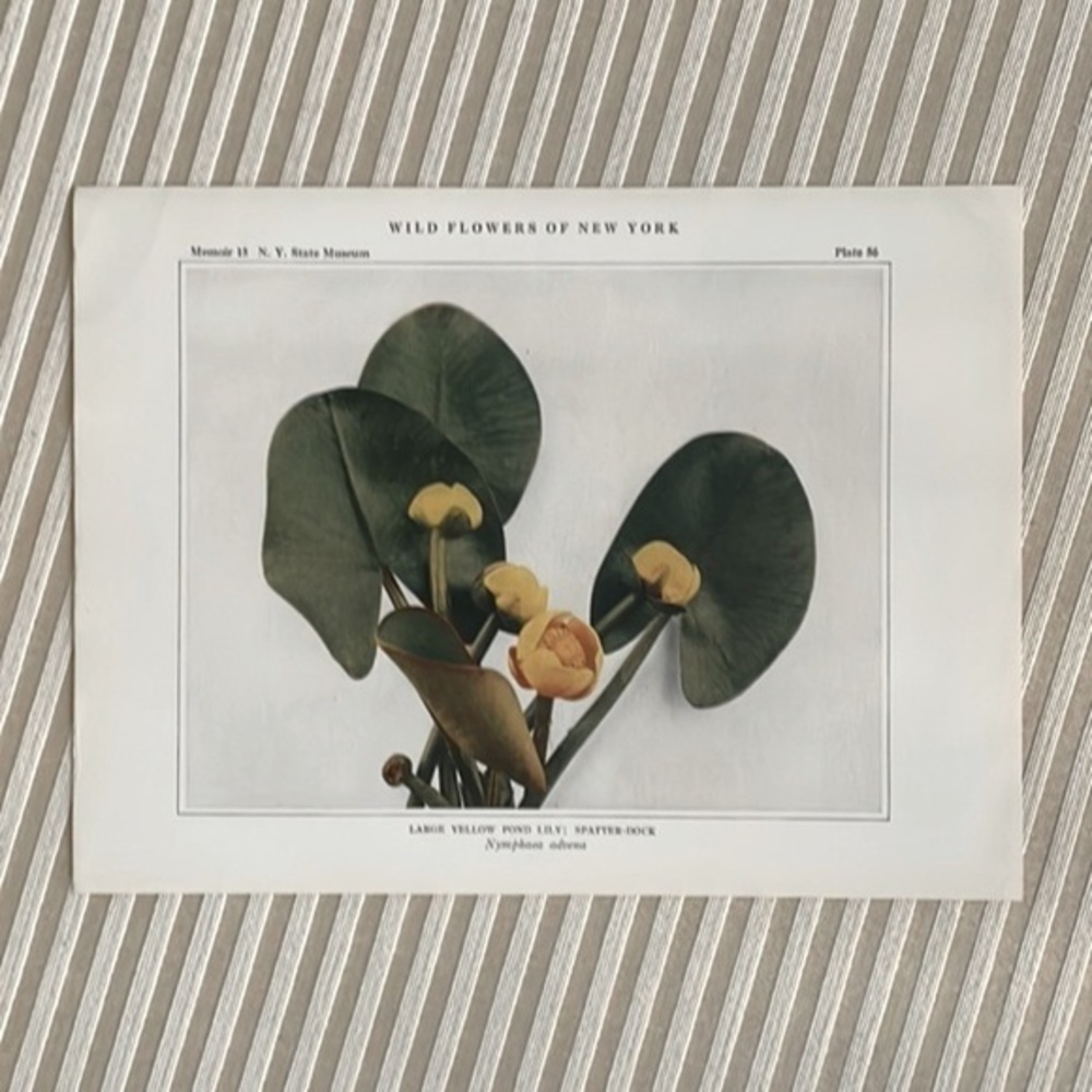 🖤5/$25 Antique Botanical Print Original plant home decor Flower Art pond lily